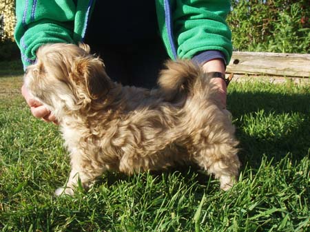 fritz
